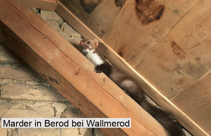 Marder in Berod bei Wallmerod